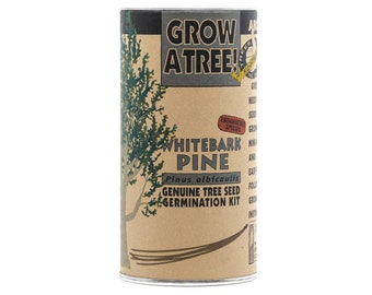 Whitebark Pine | Tree Seed Grow Kit | The Jonsteen Company
