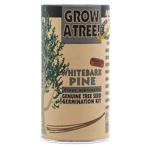 Christmas Tree Seed Grow Kit the Jonsteen Company Etsy