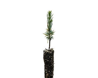 Atlas Cedar | Small Tree Seedling | The Jonsteen Company