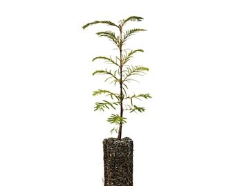 Dawn Redwood | Medium Tree Seedling | The Jonsteen Company