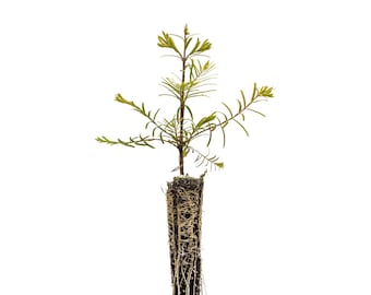 Dawn Redwood | Small Tree Seedling | The Jonsteen Company