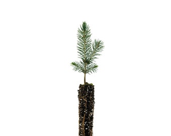 Blue Spruce | Small Tree Seedling | The Jonsteen Company