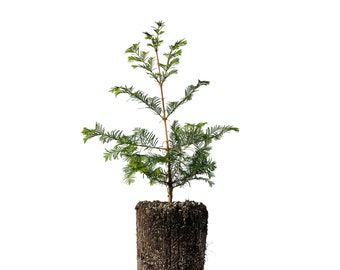 Dawn Redwood | XL Tree Seedling | The Jonsteen Company