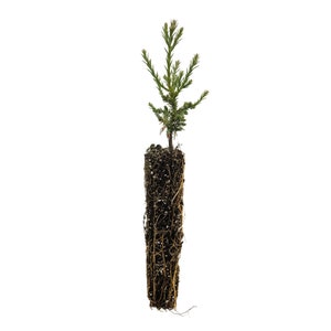 May include: A small, green conifer tree seedling with a root ball wrapped in burlap. The seedling is ready to be planted in the ground.