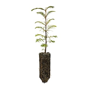 Dawn Redwood | Medium Tree Seedling | The Jonsteen Company