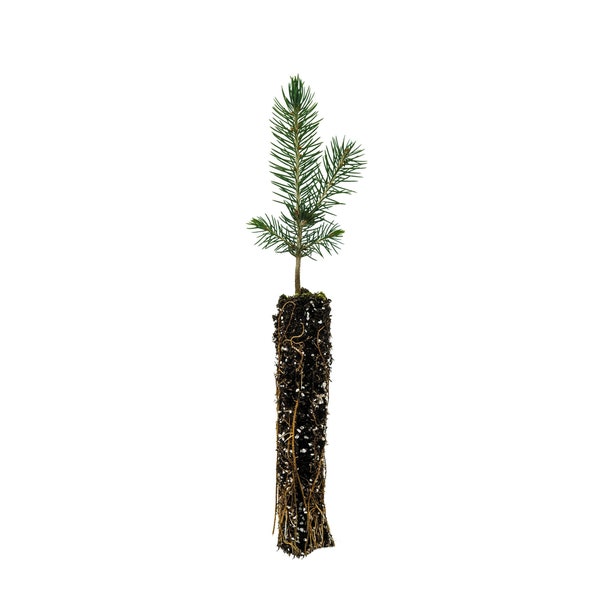 Blue Spruce | Small Tree Seedling | The Jonsteen Company