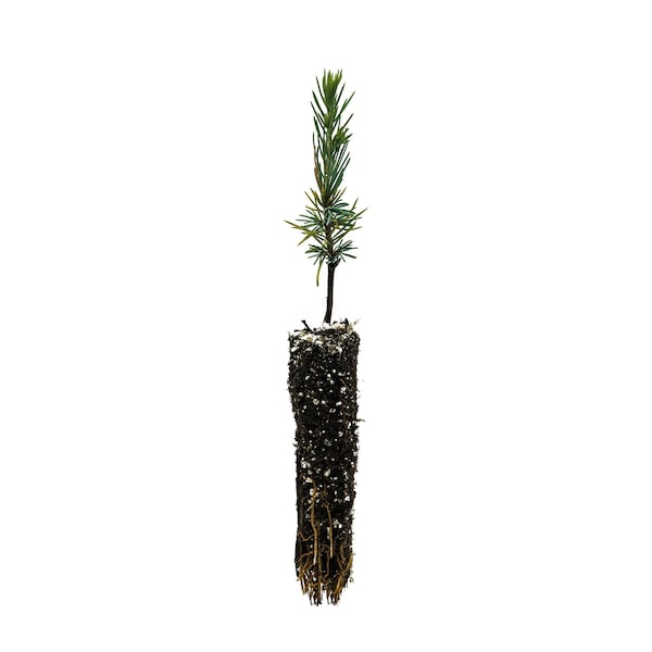 Atlas Cedar | Small Tree Seedling | The Jonsteen Company