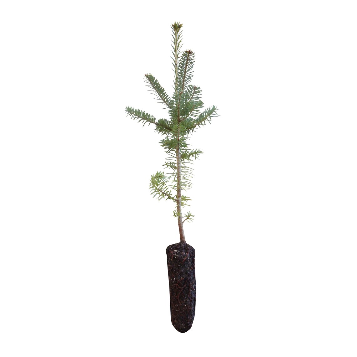 Balsam Fir Medium Tree Seedling The Jonsteen Company Etsy