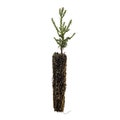 Giant Sequoia | Small Tree Seedling | The Jonsteen Company