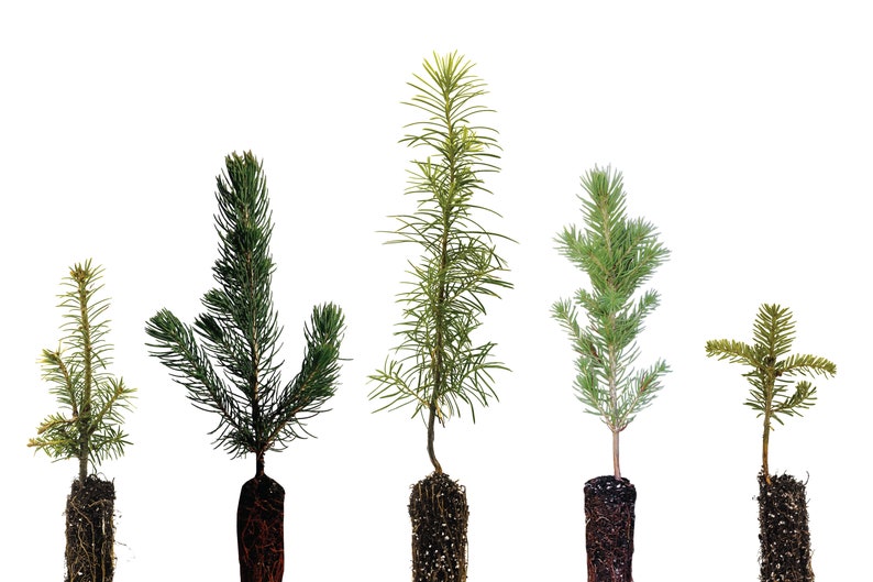 Christmas Tree Bundle Collection of 5 Tree Seedlings the Etsy