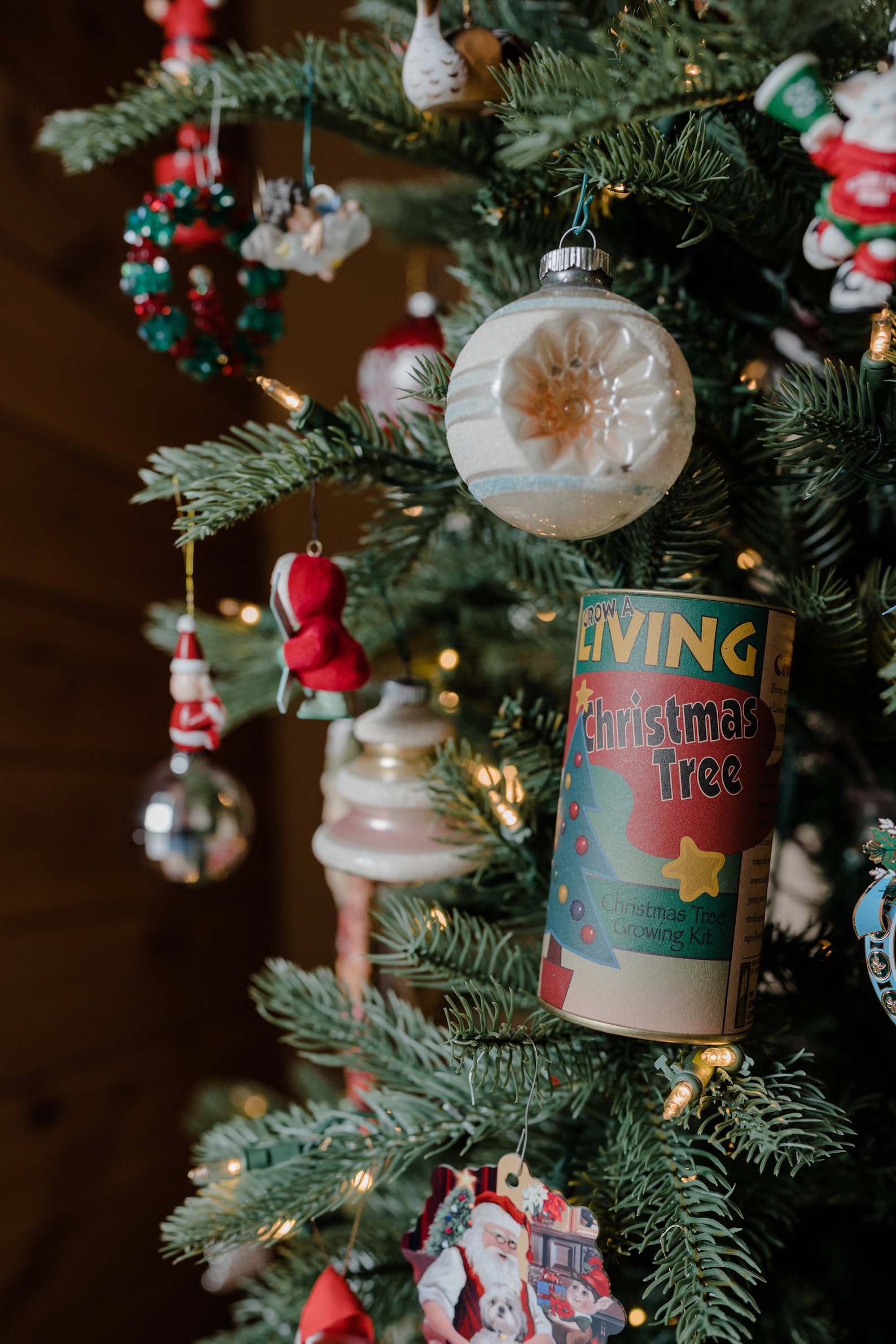 Christmas Tree Seed Grow Kit the Jonsteen Company Etsy