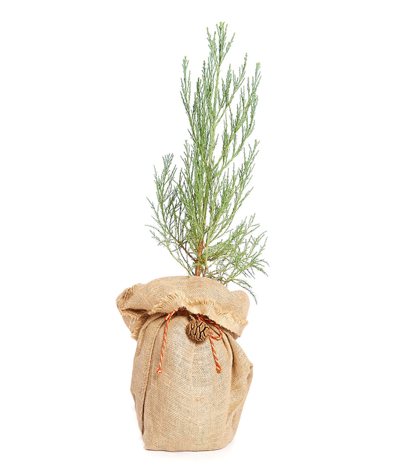 Christmas Tree Seed Grow Kit the Jonsteen Company Etsy