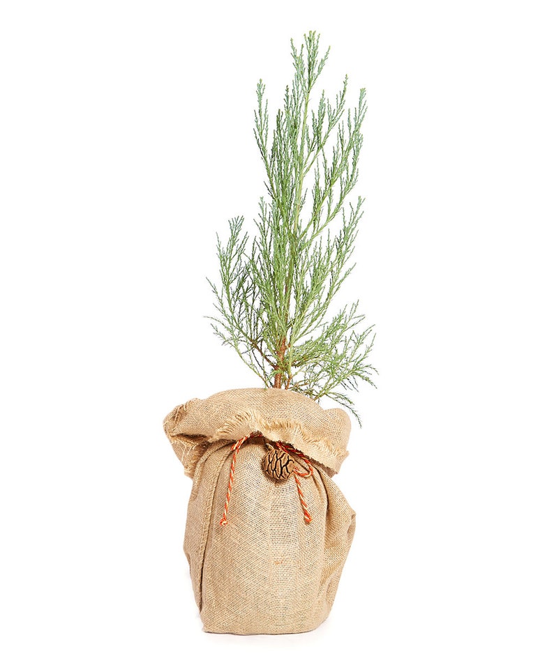 Christmas Tree Seed Grow Kit the Jonsteen Company Etsy