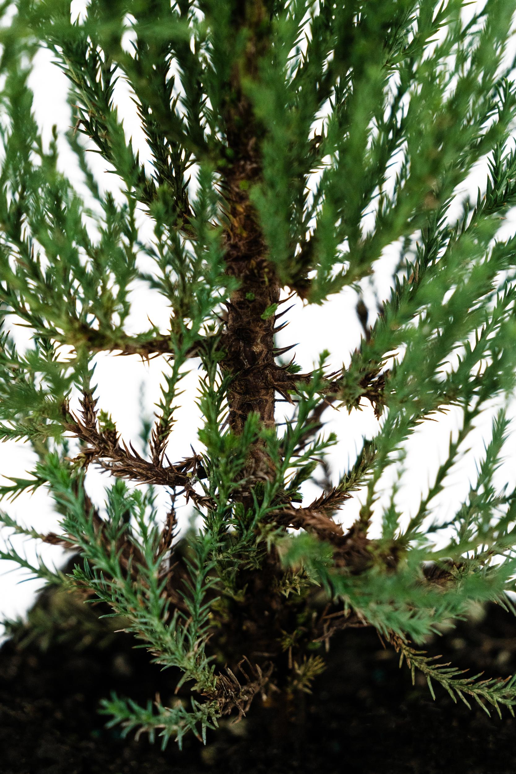 Xl Tree Giant Sequoia | XL Tree Seedling | the Jonsteen Company - Etsy