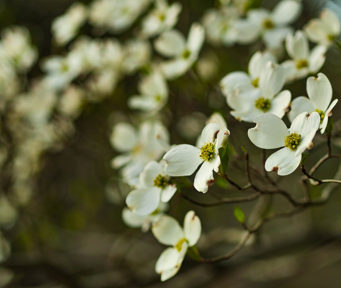Flowering Dogwood Tree Seed Grow Kit The Jonsteen Company Etsy