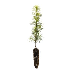 May include: A small green conifer tree seedling with a root ball wrapped in burlap.