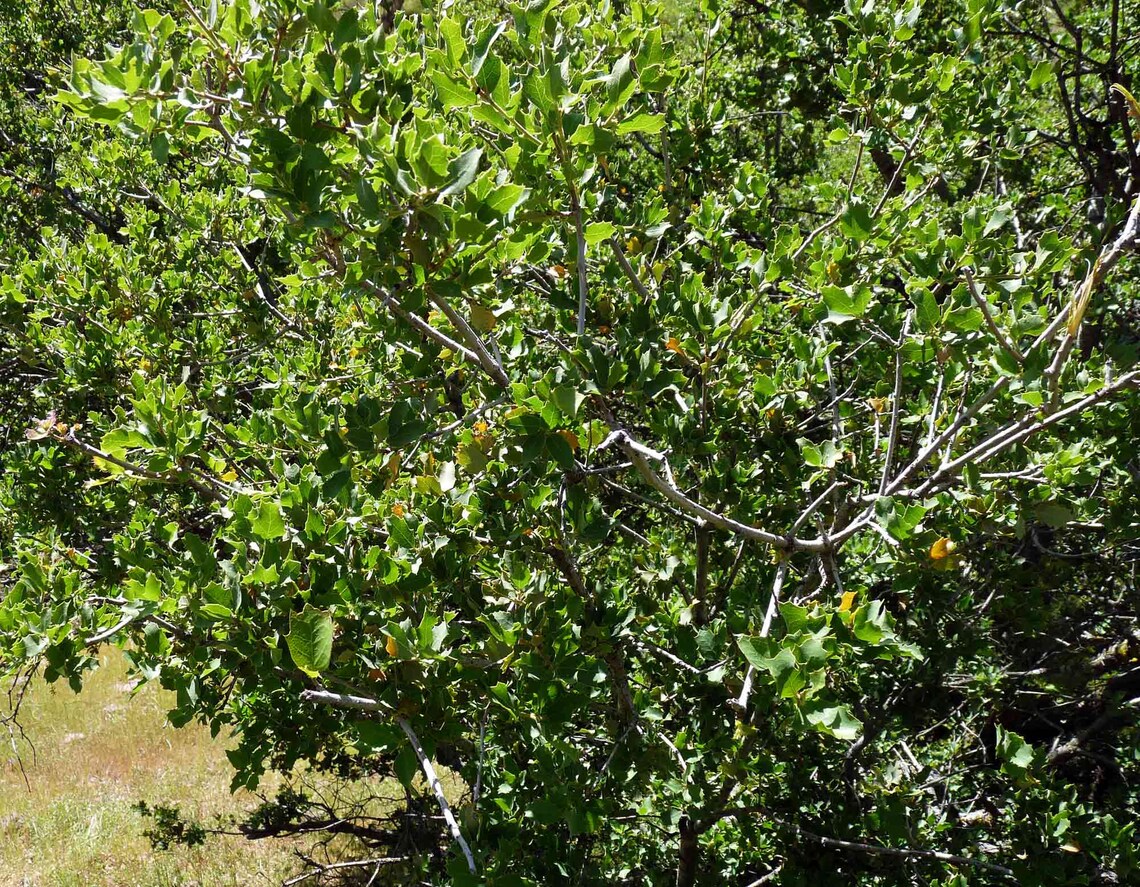 California Scrub Oak Medium Tree Seedling The Jonsteen Etsy