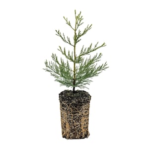 May include: A young evergreen conifer tree with vibrant green, needle-like foliage and a central brown stem. The root system is exposed, showing a dense, cylindrical mass of light brown roots encased in dark, moist potting soil.