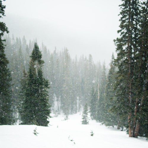 Christmas Tree Seed Grow Kit the Jonsteen Company Etsy