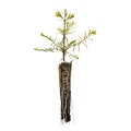 Dawn Redwood | Small Tree Seedling | The Jonsteen Company