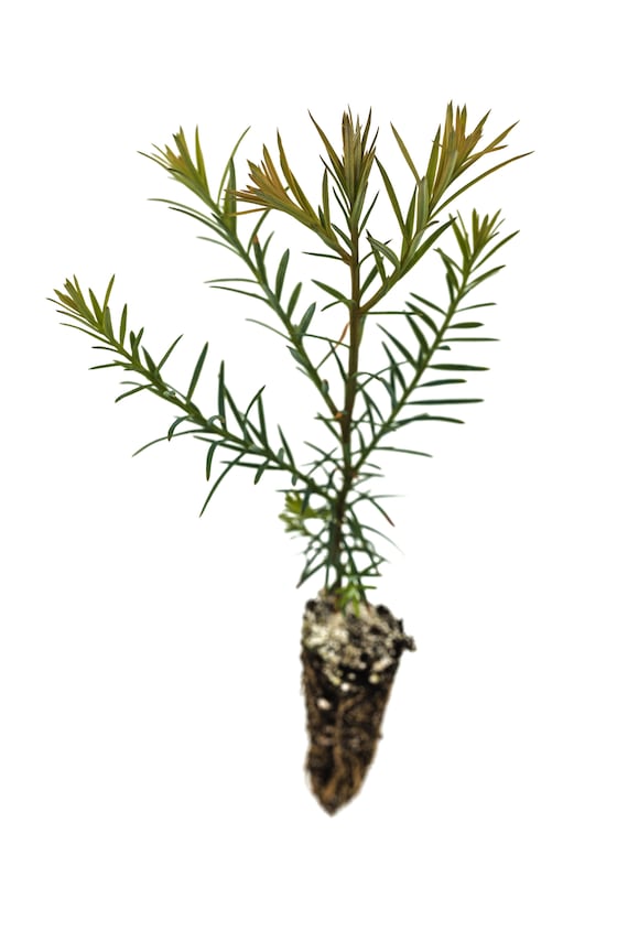 thumbnail image 2 of Coast Redwood Seedling – Medium Tree Plant Plug By The Jonsteen Company, Fast Growing Evergreen 2 of 4