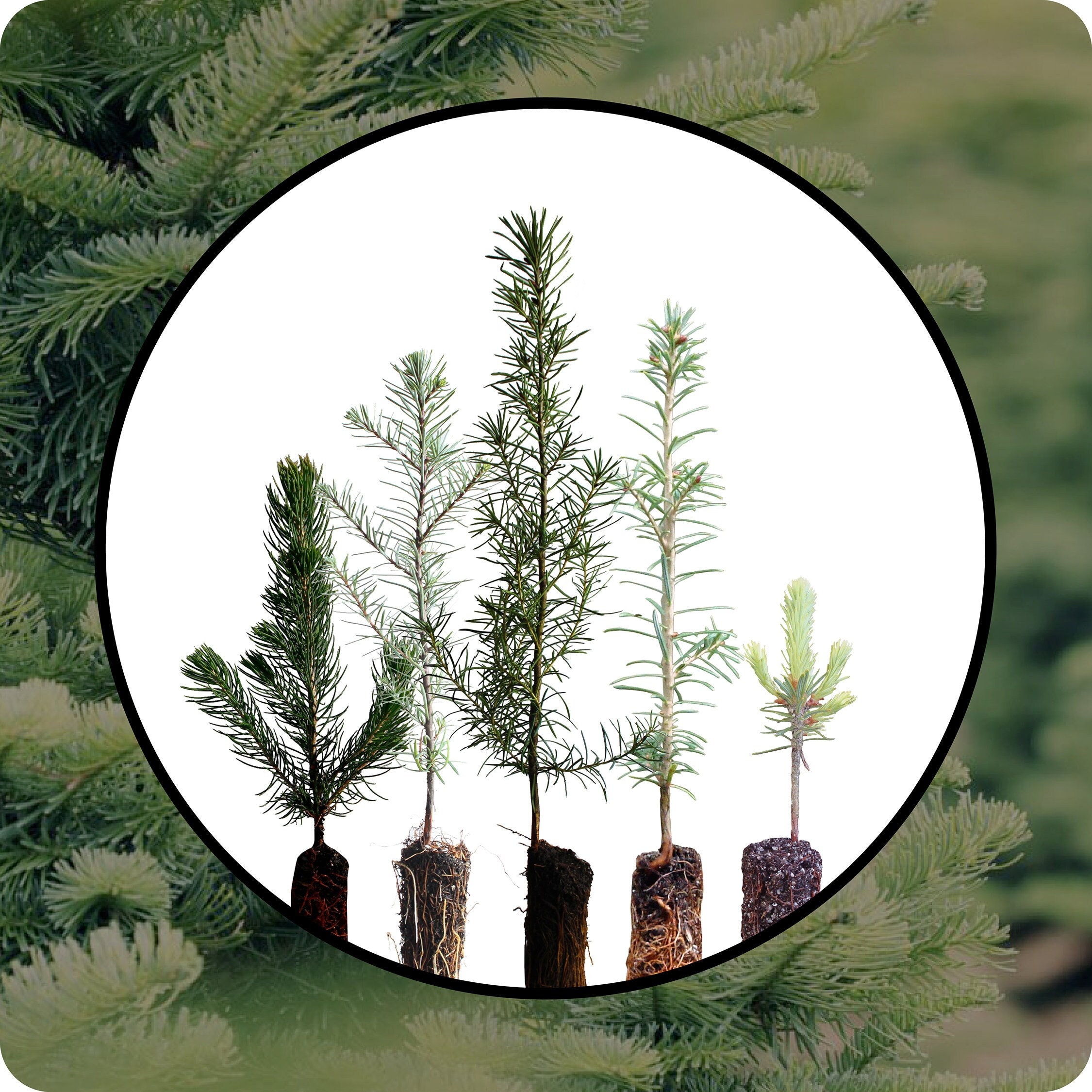 Christmas Tree Bundle Collection of 5 Tree Seedlings The Etsy
