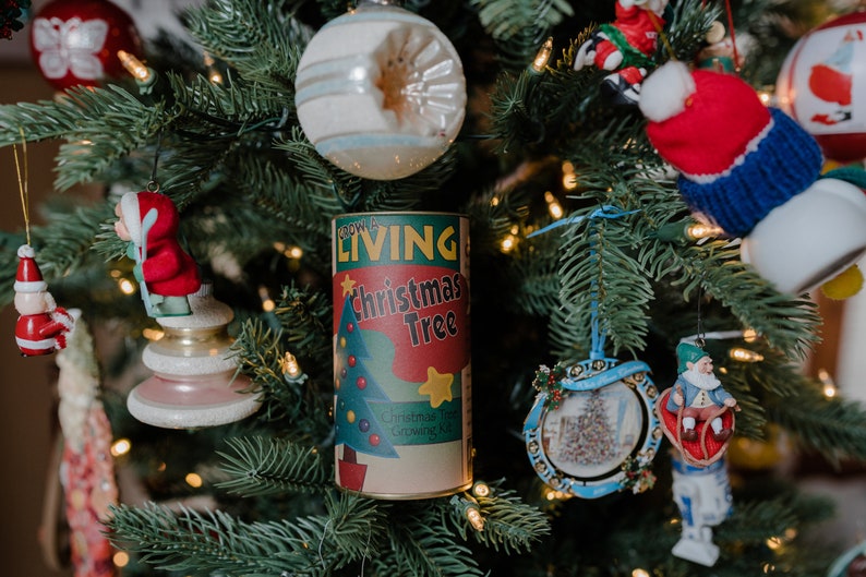 Christmas Tree Seed Grow Kit the Jonsteen Company Etsy