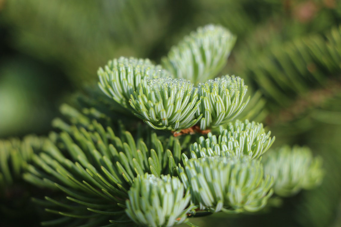 christmas tree sapling