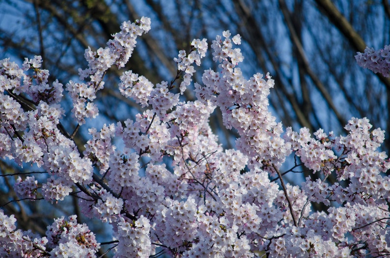 Japanese Cherry Blossom Tree Seed Grow Kit the Jonsteen Etsy