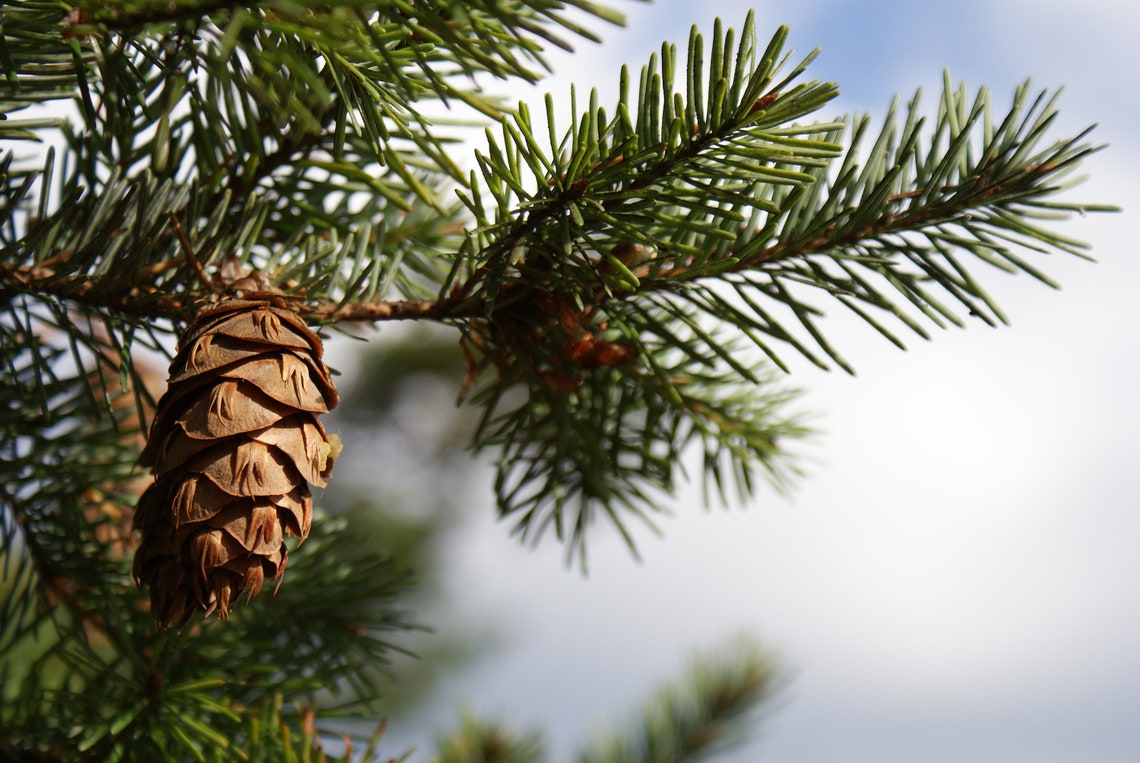 Christmas Tree Bundle Collection of 5 Tree Seedlings The Etsy