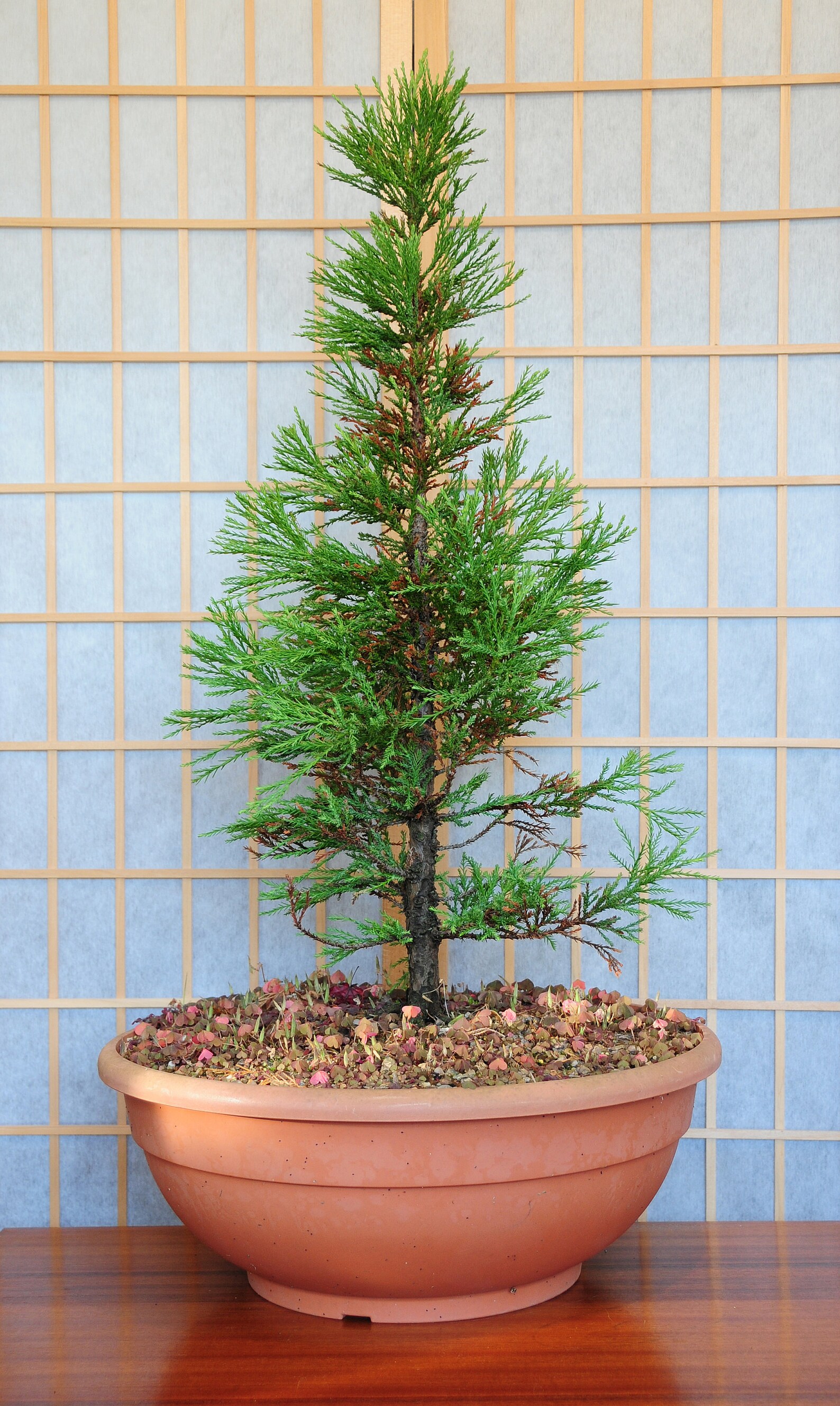 Bonsai Tree Seed Grow Kit The Jonsteen Company Etsy Bonsai Tree Seed Grow Kit The Jonsteen Company Etsy