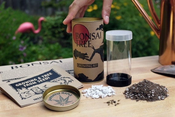 Bonsai Tree Seed Grow Kit the Jonsteen Company 