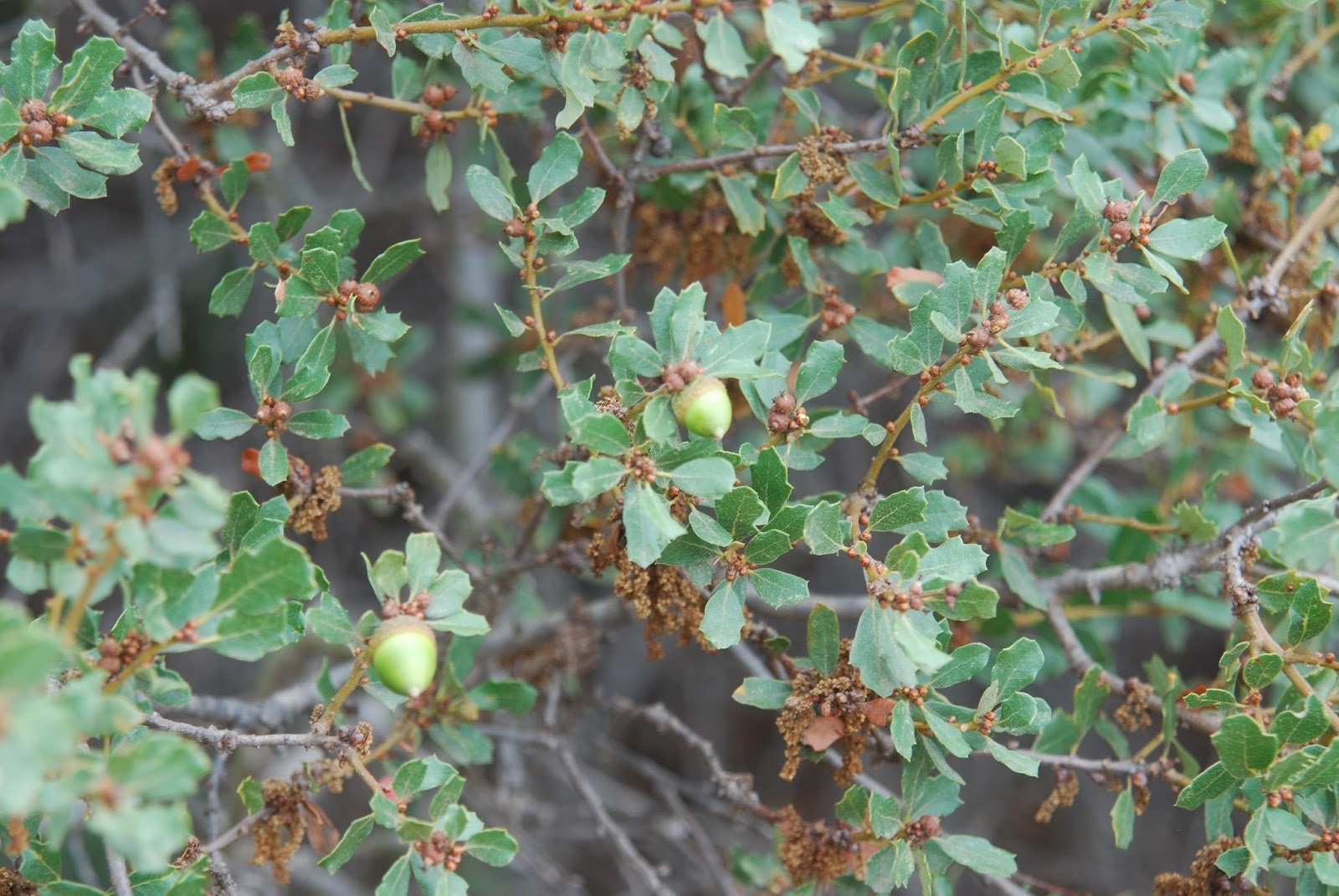 California Scrub Oak Medium Tree Seedling The Jonsteen Etsy