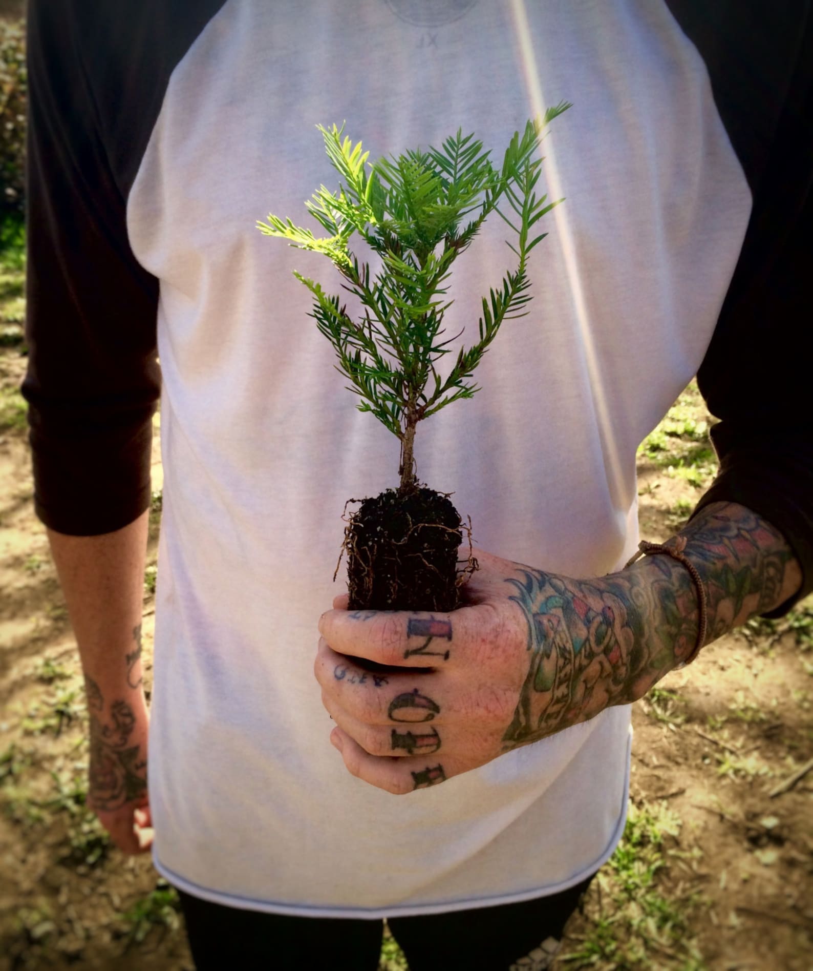 Coast Redwood Medium Tree Seedling The Jonsteen Company Etsy