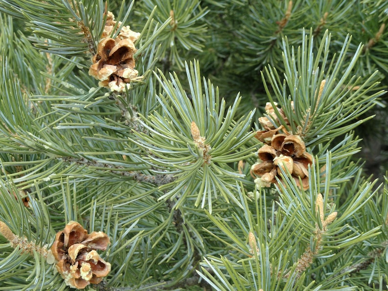 Piñon Pine | Tree Seed Grow Kit | the Jonsteen Company - Etsy