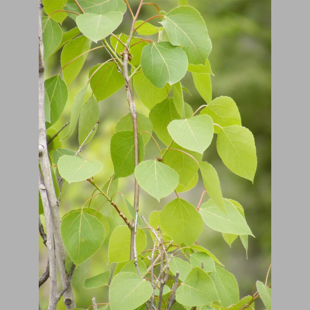 Quaking Aspen Tree Seed Grow Kit The Jonsteen Company Etsy