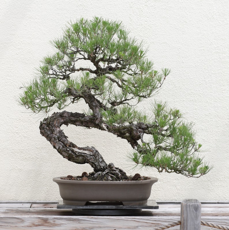 The Jonsteen Company Bonsai Tree | Seed Grow Kit Joshua Tree The Jonsteen Company Bonsai Tree | Seed Grow Kit Joshua Tree