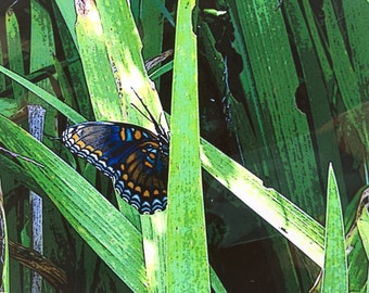 Shy Butterfly  (The Flora Collection) by Susan A Ray of OneHealingStone Studio