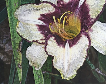 Purple Throated Iris  (The Flora Collection) by Susan A Ray of OneHealingStone Studio