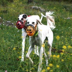 Most comfortable greyhound muzzle hotsell
