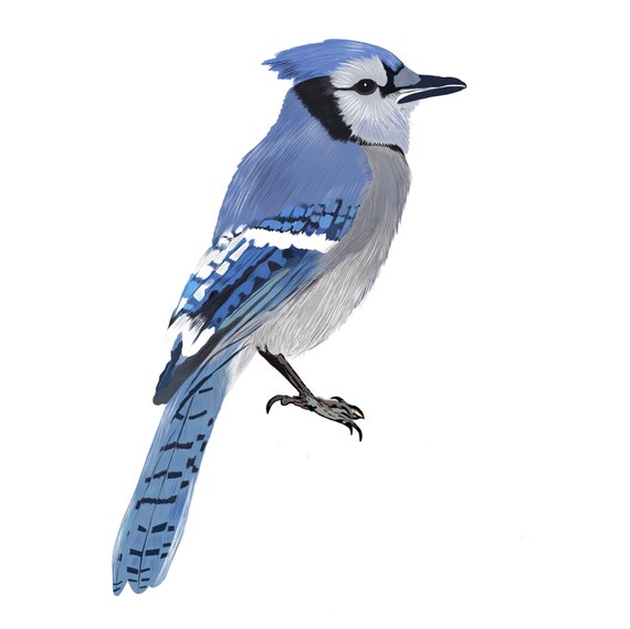 Drawing,white,blue,jay,bird - free image from