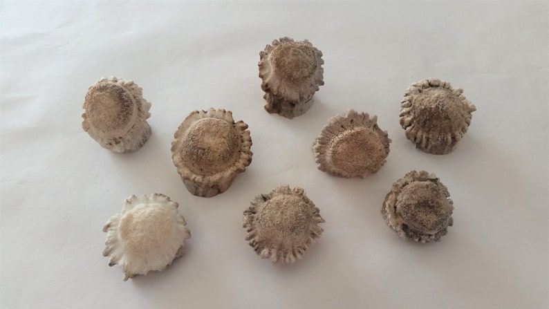 Knobby Antler Hardware Antler Ends Antler Rosettes Antler Burrs