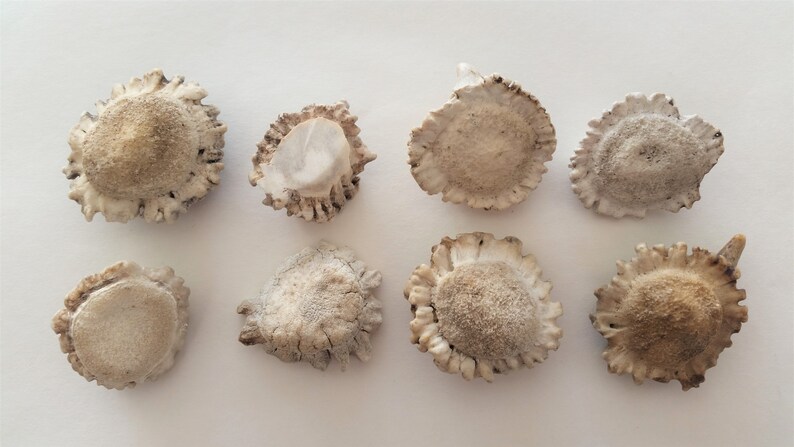 Knobby Antler Hardware Antler Ends Antler Rosettes Antler Burrs