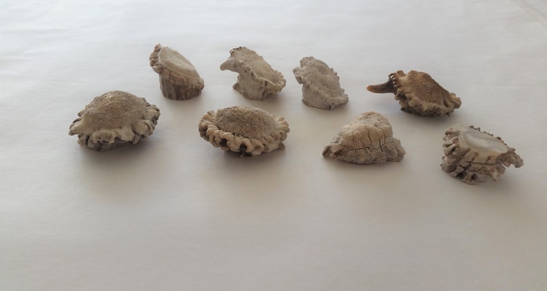 Knobby Antler Hardware Antler Ends Antler Rosettes Antler Burrs