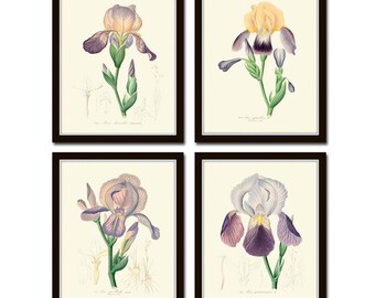 Juego de 4 impresiones botánicas de iris para pared, estilo vintage, para comedor, cocina, dormitorio, victoriano, romántico, bonito jardín, decoración para enmarcar RGH