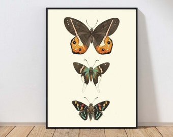 Vintage BUTTERFLY Wall Art Antique Painting Green Orange Dining Room Office Kitchen Playroom Living Room Poster Home Decor to Frame LPH109