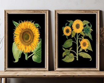 Juego de 2 impresiones de arte mural de girasol botánico con fondo negro antiguo, vibrantes y coloridos, para decoración del hogar, jardín, naturaleza, regalo para enmarcar. BESB