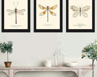 Juego de 3 impresiones artísticas de mariposas para pared, bonitas ilustraciones de insectos antiguos vintage, decoración de la naturaleza para dormitorio, sala de estar, comedor, decoración del hogar para enmarcar ATI