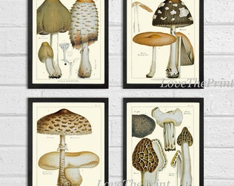 Mushroom Art Print Vintage Forest Mushroom Print 245 Botanical
