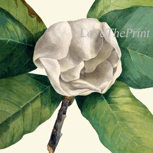 White Magnolia BOTANICAL Print SET of 6 Prints Antique Vintage - Etsy